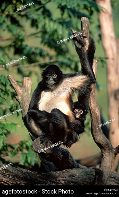 Black-handed Spider Monkeys, female with young, geoffroy's spider monkeys (Ateles geoffroyi), female with young