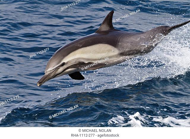 Long-beaked common dolphin Delphinus capensis, Isla San Esteban, Gulf of California Sea of Cortez, Baja California, Mexico, North America
