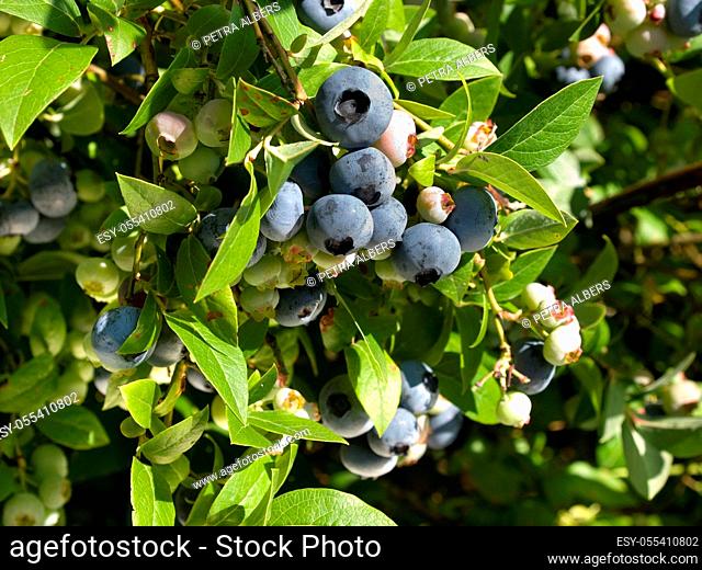 blueberry bush, blueberry