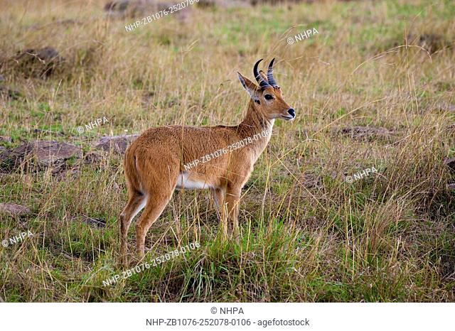 A male reedbuck stands in light rain; Redunca redunca, Masai Mara, Kenya. Kenya’s Masai Mara National Reserve is an area of gentle rolling hills, woodland