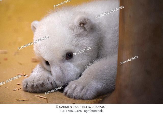 The polar bear cub, born on 11 December 2015, plays in the 'Back Stage' enclosure at the zoo in Bremerhaven, Germany, 09 March 2016