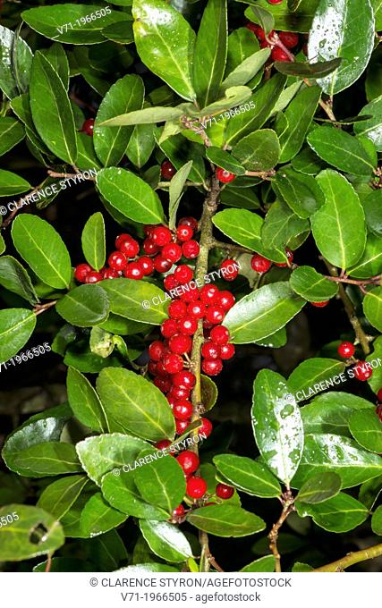 Yaupon Ilex vomitoria Berries and Leaves in Corolla, NC, USA