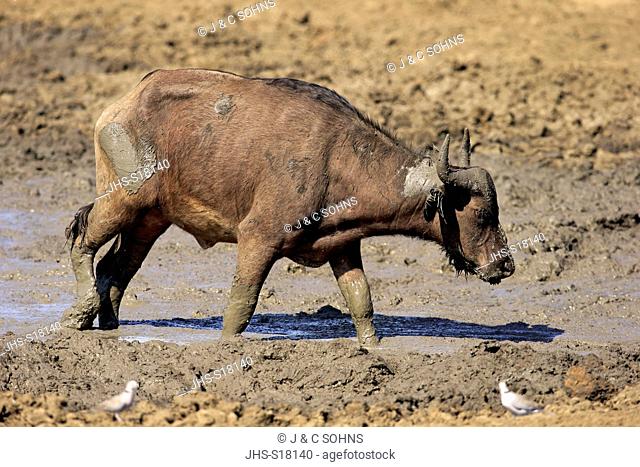 African Buffalo, (Syncerus caffer), adult in water, Kruger Nationalpark, South Africa, Africa