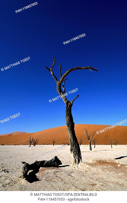 Dead remnants of an acacia tree in Dead Vlei, taken on 01.03.2019. The Dead Vlei is a dry, surrounded by tall dune clay pan with numerous dead acacia trees in...