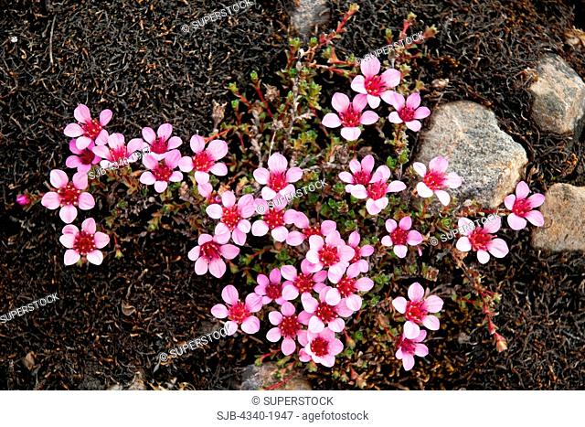Purple Saxifrage Saxifraga oppositifolia wildflowers in bloom on the tundra in summertime, St. Jonsfjord, west coast of Svalbard, Norway