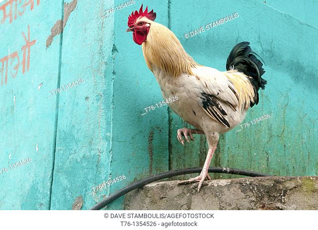 rooster on one leg in the Annapurna region of Nepal