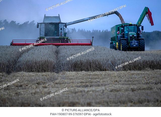 06 August 2019, Mecklenburg-Western Pomerania, Lützow: With combine harvesters, the farmers of the market fruit Lützow harvest a wheat field late in the evening