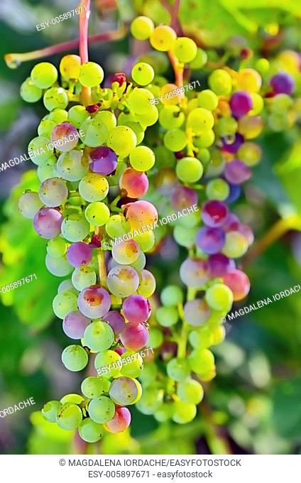 macro unripe grapes in a vineyard