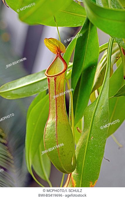 pitcher plant (Nepenthes alata), traps, Philippines