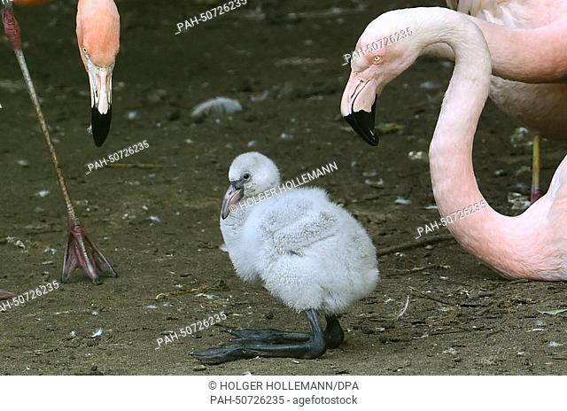 A young pink flamingo sits between its parents at the Adventure Zoo in Hanover, Germany, 31 July 2014. Four flamingos were born in the past days