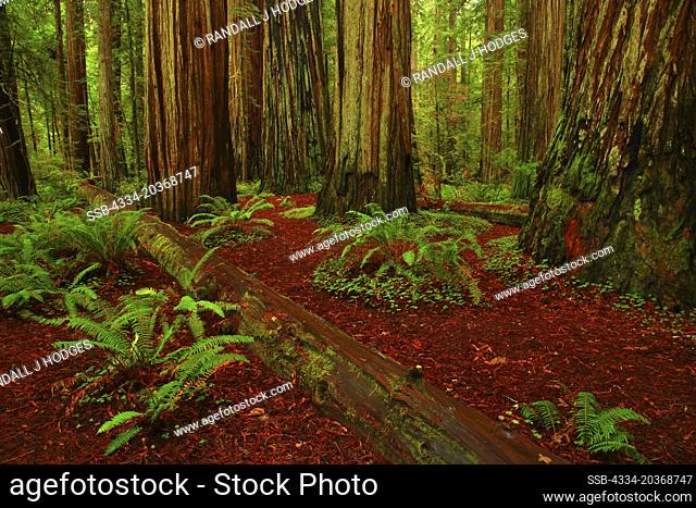 Giant Redwoods Along Stout Memorial Grove Trail in Jedediah Smith Redwoods State Park