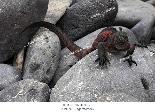 Galapagos marine iguana Amblyrhynchus cristatus venustissimus perched on black lava rocks at Punta Suarez, Espanola Island in September