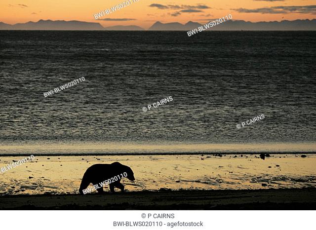 kodiak bear Ursus arctos middendorfi, Ursus arctos middendorffi, silhouetted walking along beach at sunrise, USA, Alaska, Katmai NP