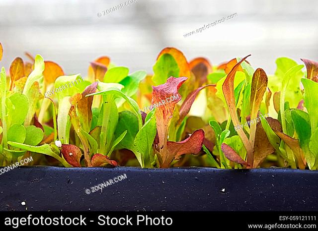 Side view of young lettuce growing in a tray