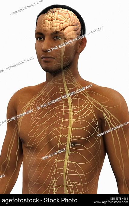 The Nerves of the Upper Body