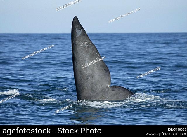 Southern Right Whale (Eubalaena australis), tail fin, South-Africa (Balaena glacialis australis), Fluke