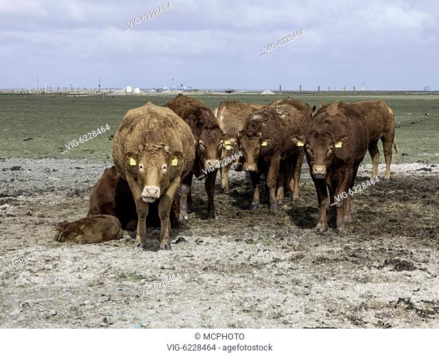 cows on island Hooge - Hallig Hooge, Schleswig-Holstein, Germany, 22/04/2017