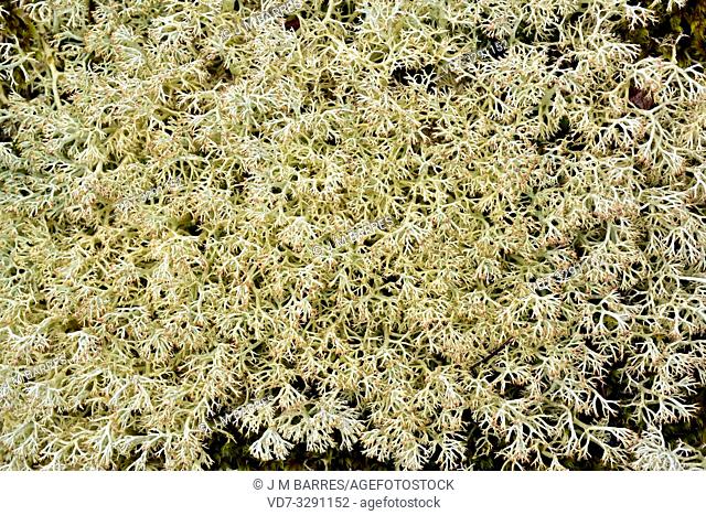 Cladonia arbuscula is a caespitose lichen. This photo was taken in Muniellos Biosphere Reserve, Asturias, Spain