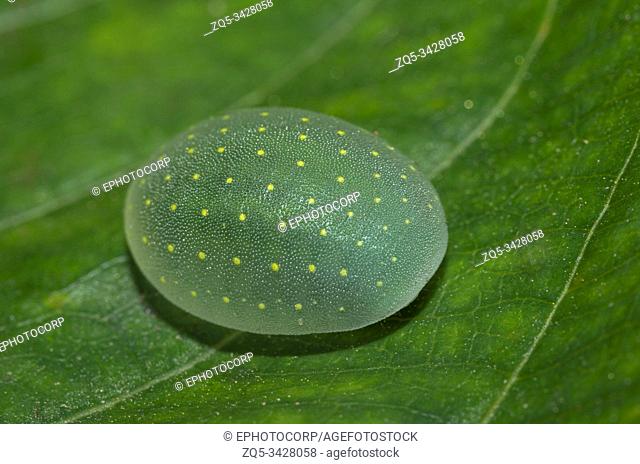 Limacodid Slug Caterpillar, Thane, Maharashtra, India