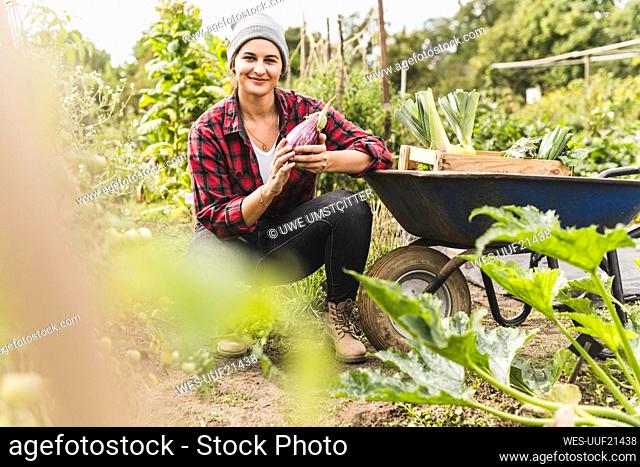 Smiling woman picking eggplant while crouching by wheelbarrow in vegetable garden