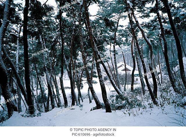 Pine Trees, Gochang-eup Fortress, Jeonbuk, Korea