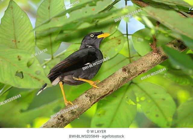 White-Vented Myna, Pale-bellied Myna Acridotheres cinereus, sitting on a branch