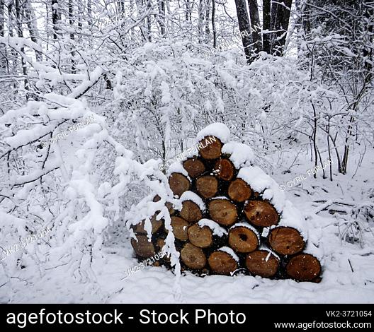 Cherry logs cut for firewood