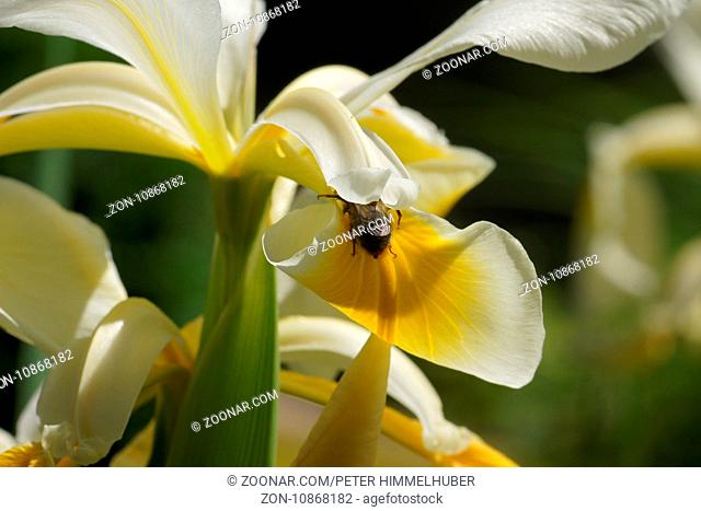 Iris ochroleuca, syn. Iris orientalis, Steppen-Iris, oriental iris, mit Biene, with bee
