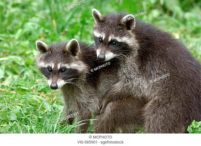 Tiere, Saeugetiere, Waschbaer, Racoon, Procyon lotor, Florida, USA, United Staates, - Europa, 21/12/2005