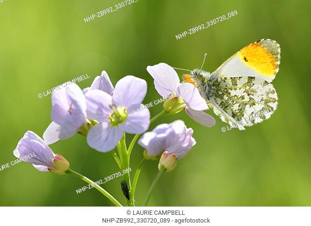 Orange-Tip Butterfly (Anthocharis cardamines) nectaring on cuckoo flower, Little Druim Wood, Glen Finglas, Woodland Trust Reserve
