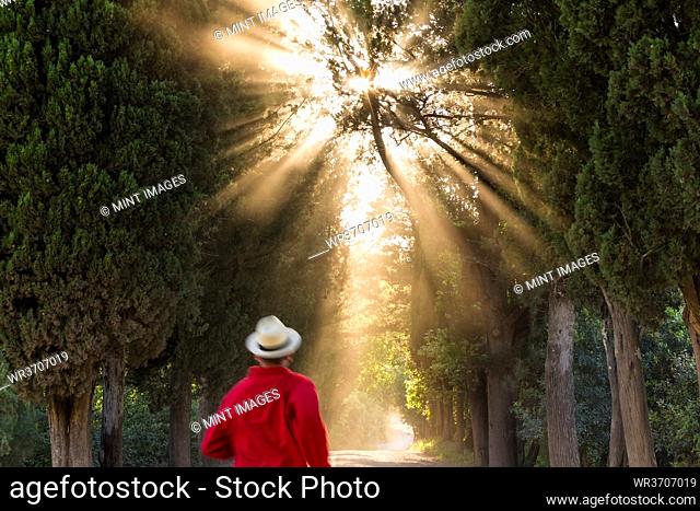 Male walker on dirt track lined with cypress trees, Tuscany, Italy