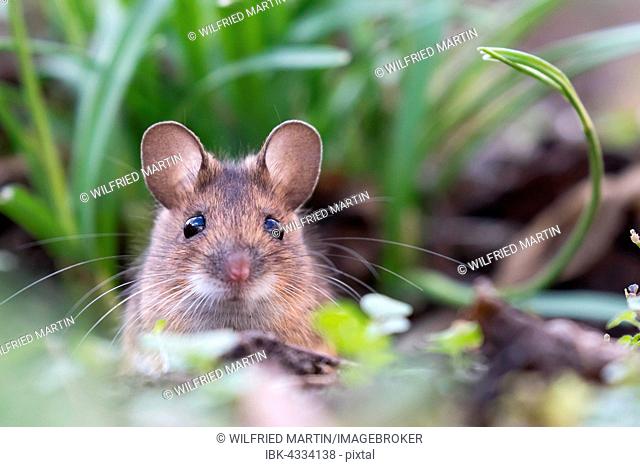 House mouse (Mus musculus) peeking out of its burrow, Portrait, Hesse, Germany