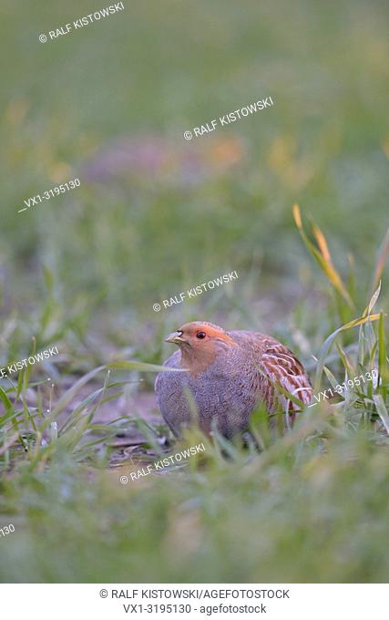 Grey partridge (Perdix perdix) hiding in a grain field in first morning light