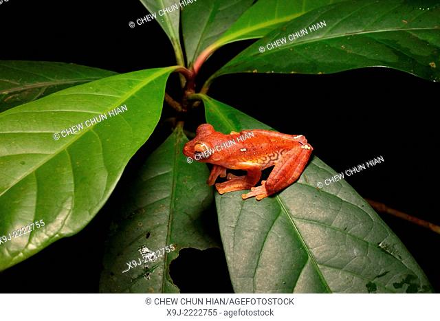 Frog of borneo, Harlequin Tree Frog, Phacophorus pardalis, national park, sarawak, malaysia, borneo