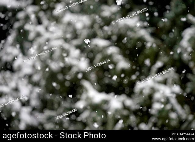 Germany, Bavaria, Upper Bavaria, Altötting district, winter, snow drift, spruce