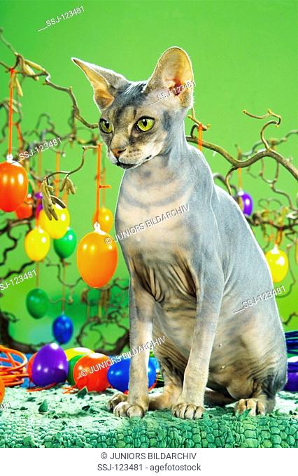 Sphynx cat - sitting next to Easter eggs