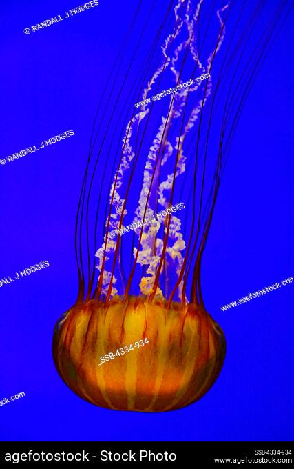 Jellyfish, or Atlantic Sea Nettle, in Aquarium