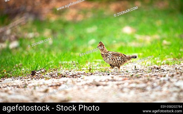 Shy hazel grouse, tetrastes bonasia, walking on the ground in summer with copy space. Cautious wild bird in distance looking to camera
