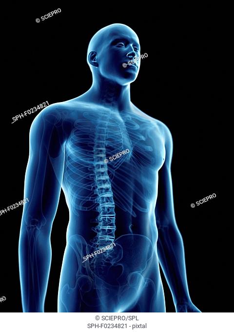 Illustration of a man's skeletal thorax