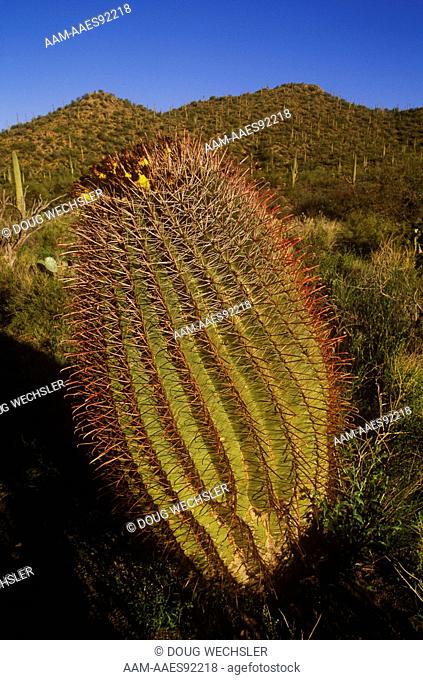 Barrel Cactus - Saguaro NP (Ferocactus wislizenii) AZ Fruits on top