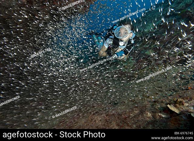 Diver swimming through school of Red Sea Dwarf Sweeper (Parapriacanthus guentheri), Lake Andamen, Thailand, Asia