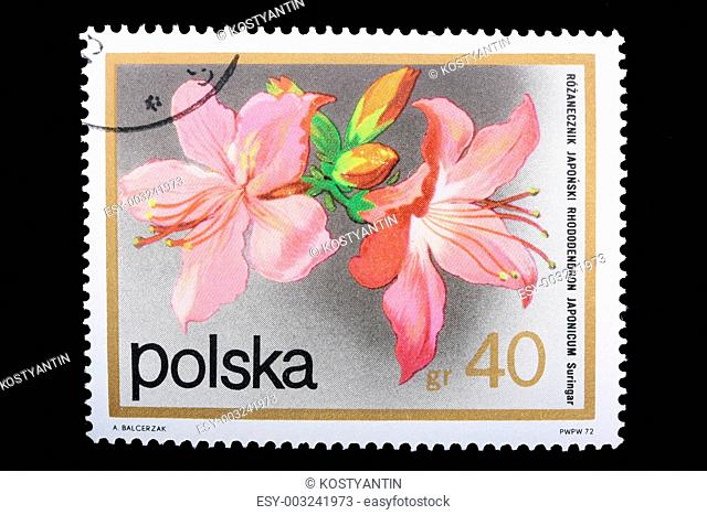 Poland - CIRCA 1974: A stamp Rhododendron