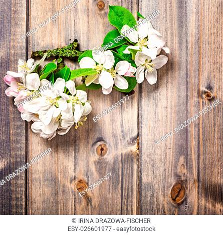 Apple flowers on wooden background. Blossoming tree branch in springtime. Top view, flat lay