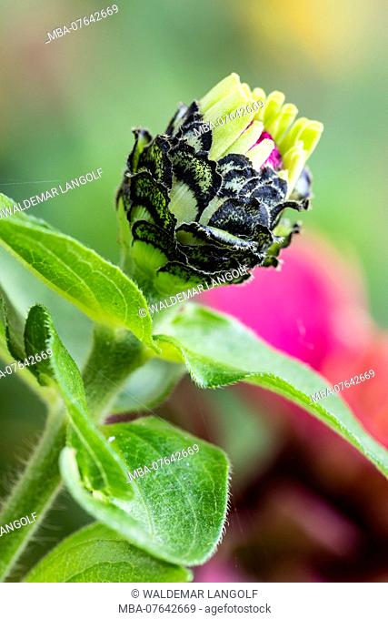 Flower bud of a zinnia 'flamenco', blossoming, close-up