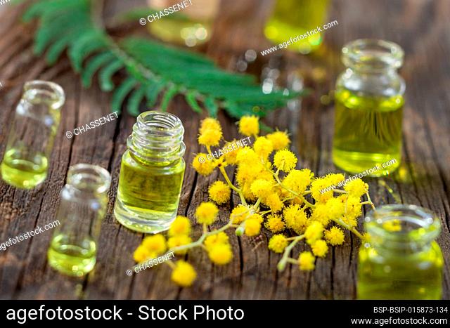 Mimosa essential aroma oil on wooden background