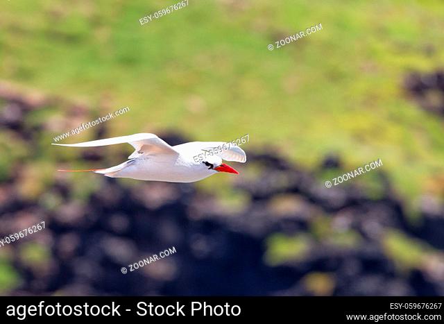 Rotschwanz-Tropikvogel (Phaethon rubricauda) im Flug am Kilauea Point auf Kauai, Hawaii, USA. Red-tailed Tropicbird (Phaethon rubricauda) in flight over Kilauea...