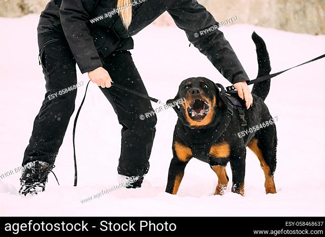 Training Of Purebred Black Rottweiler Metzgerhund Adult Dog. Attack And Defence. Winter Season