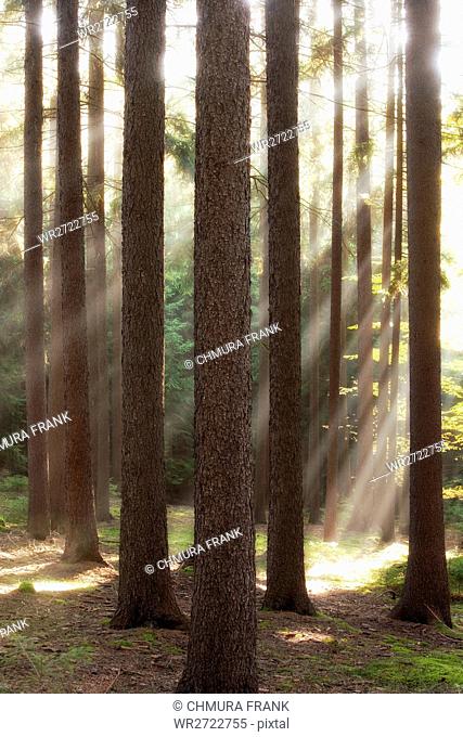 autumn forest scene with sun rays shining through branches