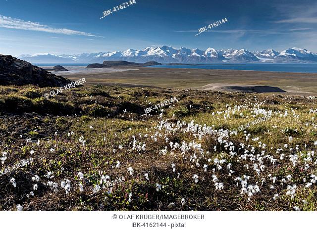 Cotton Grass (Eriophorum sp.), mountains, Holmbugt, Kong Oscar Fjord, Northeast Greenland National Park, Greenland