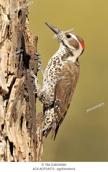 Male Arizona Woodpecker Picoides arizonae at Madera Canyon Arizona